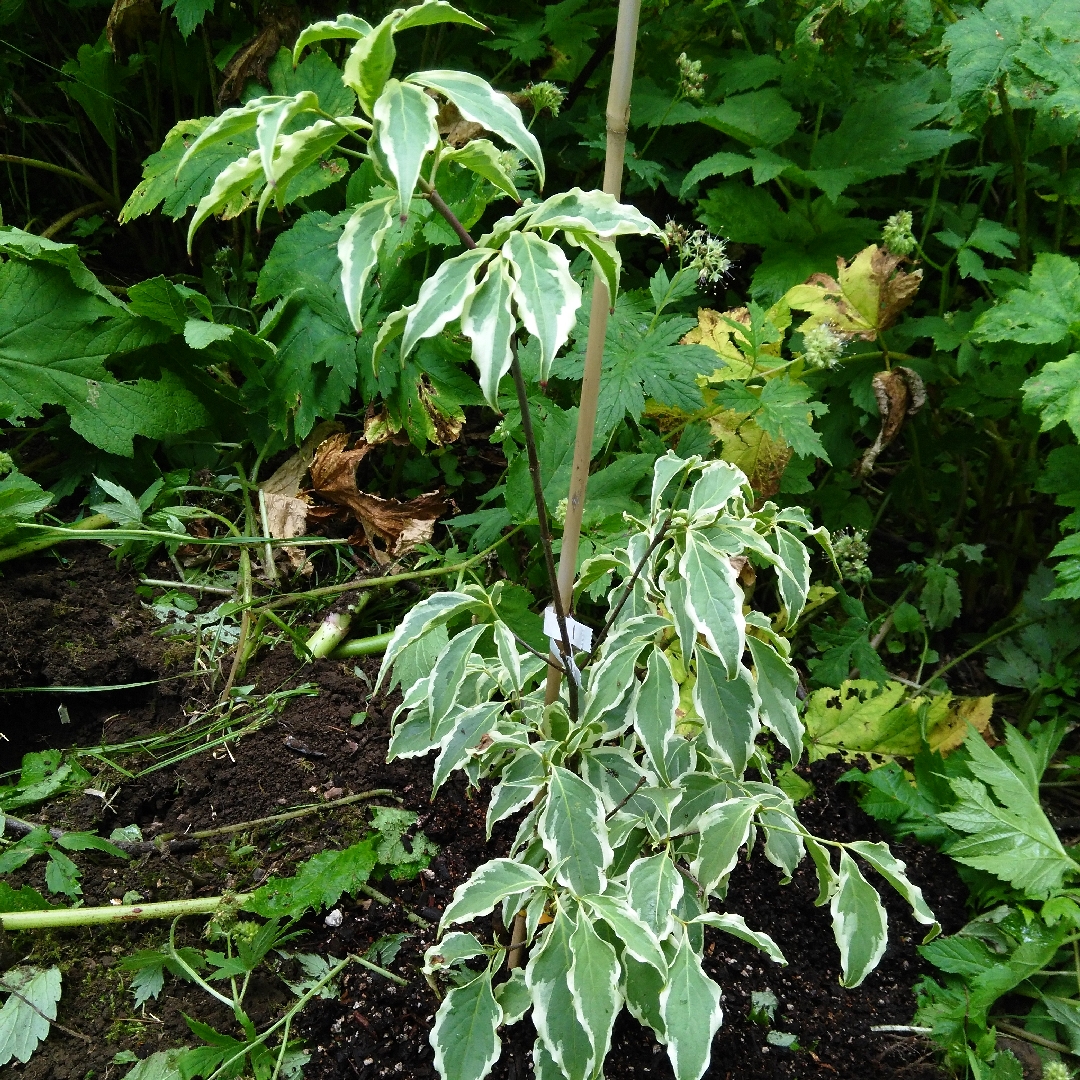 Japanese Dogwood Samaritan in the GardenTags plant encyclopedia