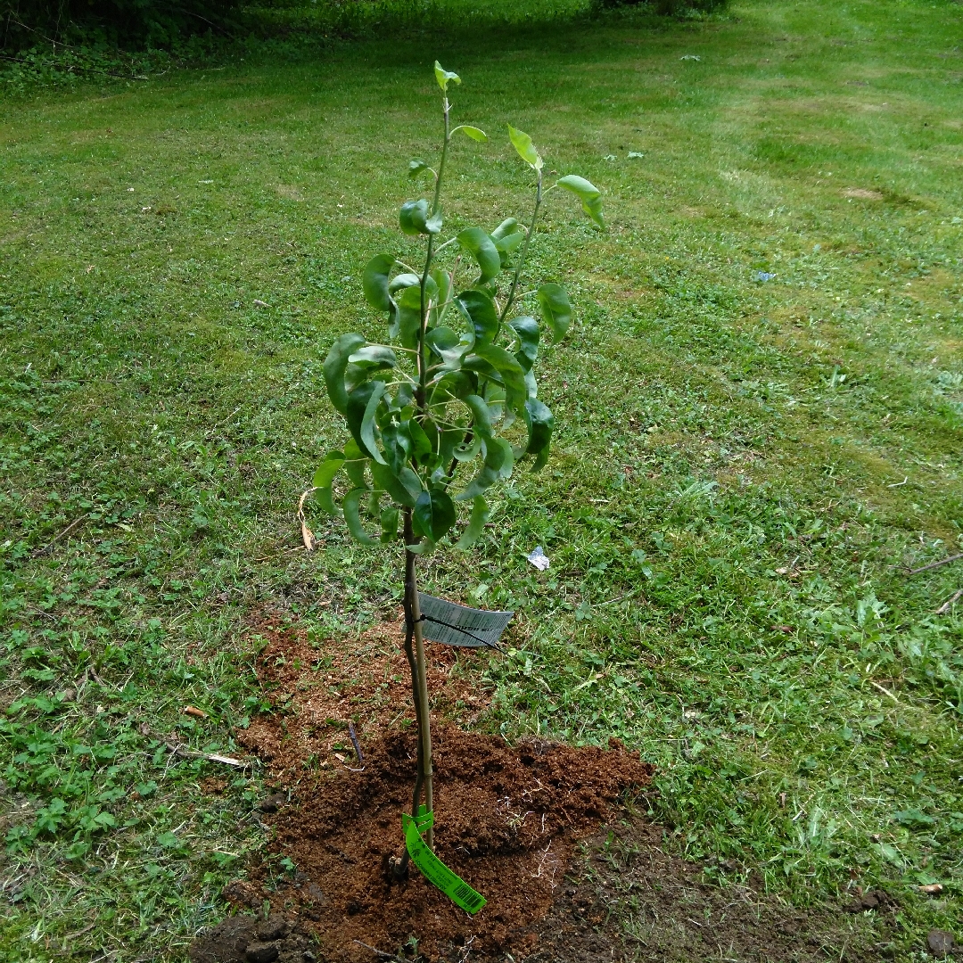 Pear Beurre dAnjou in the GardenTags plant encyclopedia