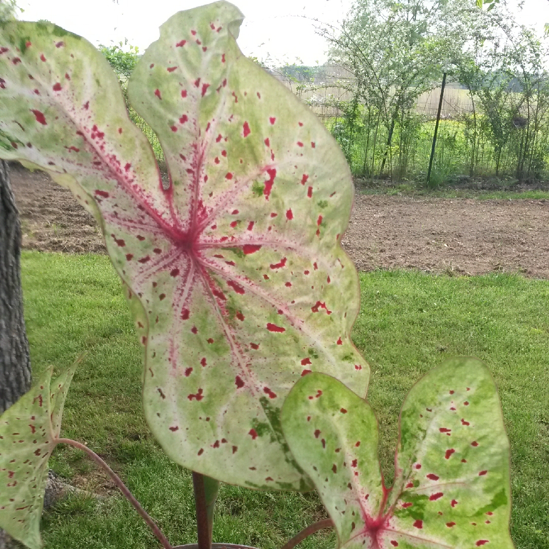 Elephant Ear Miss Muffet in the GardenTags plant encyclopedia