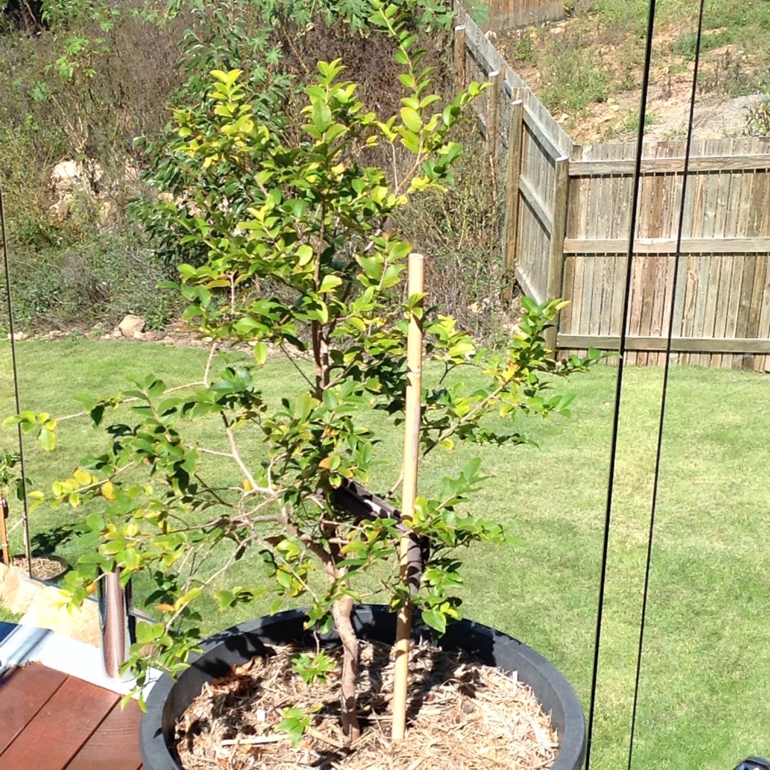 Jaboticaba in the GardenTags plant encyclopedia