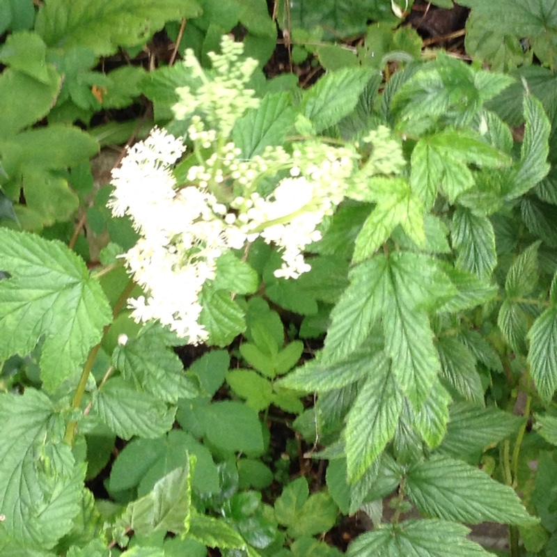 Filipendula ulmaria syn. Spiraea ulmaria, Meadowsweet in GardenTags ...