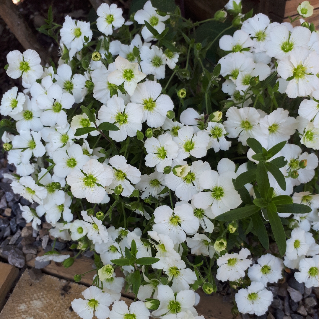 Sandwort Blizzard Compact in the GardenTags plant encyclopedia