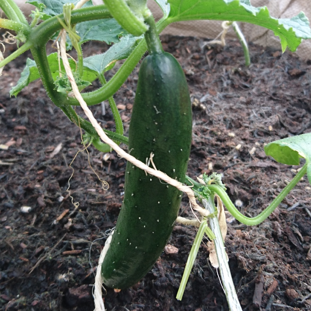 Cucumber Tasty King in the GardenTags plant encyclopedia