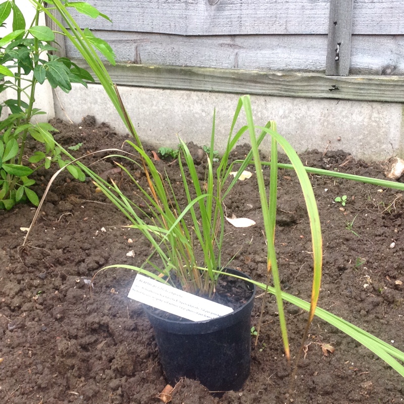 Feather Reed Grass in the GardenTags plant encyclopedia