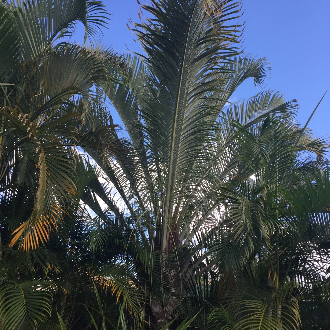 Triangle Palm in the GardenTags plant encyclopedia