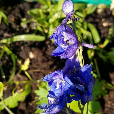 Delphinium Blue Bird (Pacific Hybrid) in the GardenTags plant encyclopedia