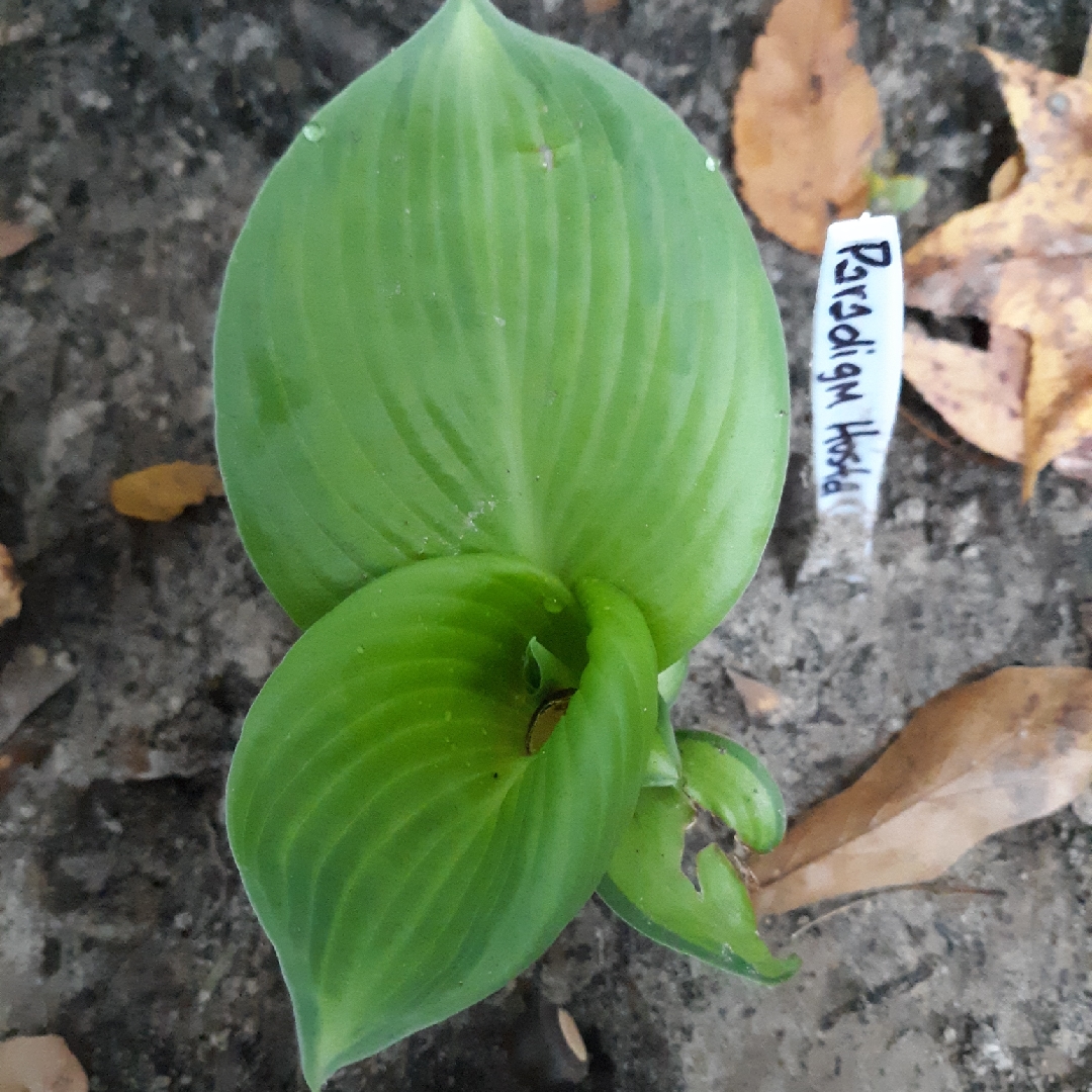 Plantain Lily Paradigm in the GardenTags plant encyclopedia