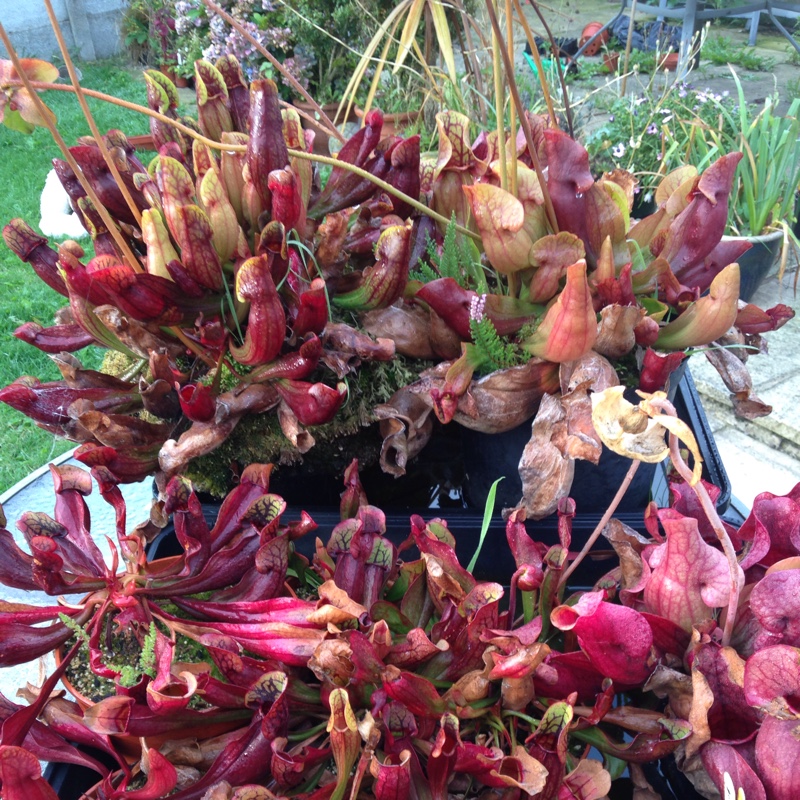 Purple Pitcher Plant in the GardenTags plant encyclopedia