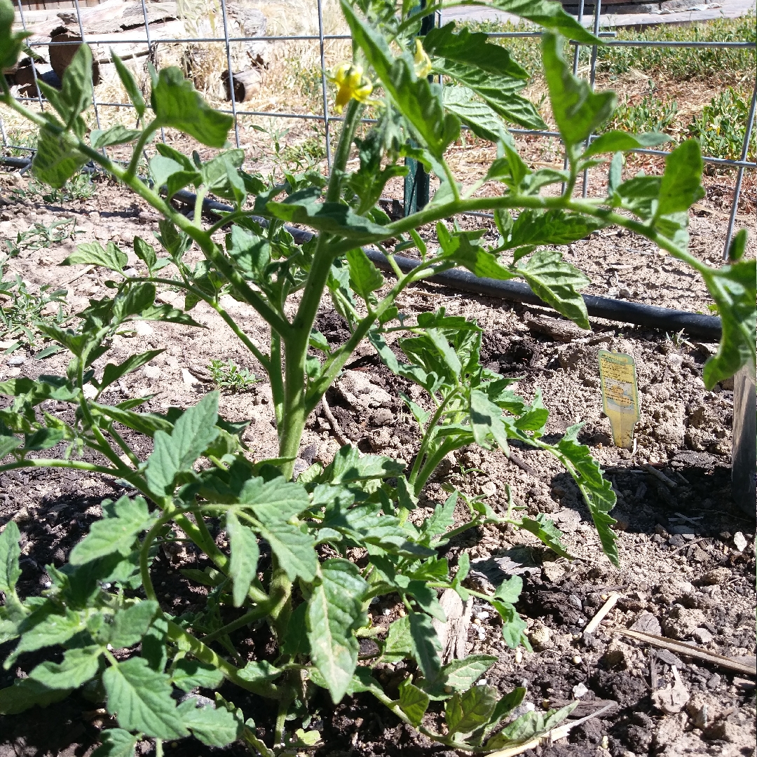 Tomato Lemon Boy in the GardenTags plant encyclopedia