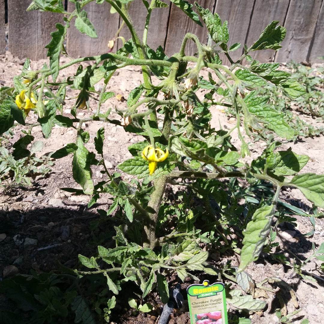 Tomato Cherokee Purple (Beefsteak Tomato) in the GardenTags plant encyclopedia