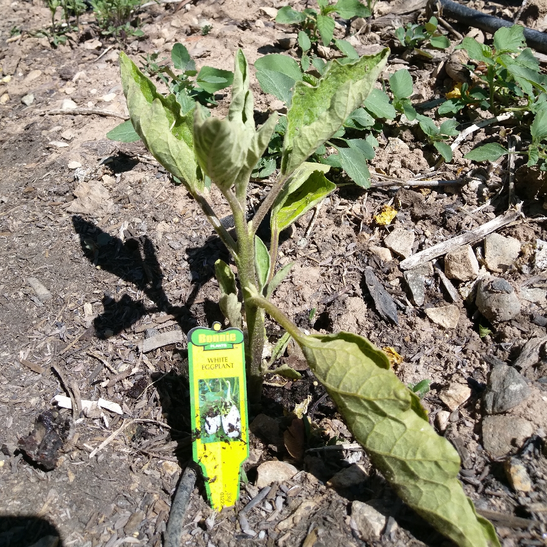 White Eggplant in the GardenTags plant encyclopedia