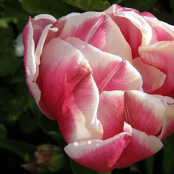 Tulip Pink Impression (Darwin Hybrid) in the GardenTags plant encyclopedia