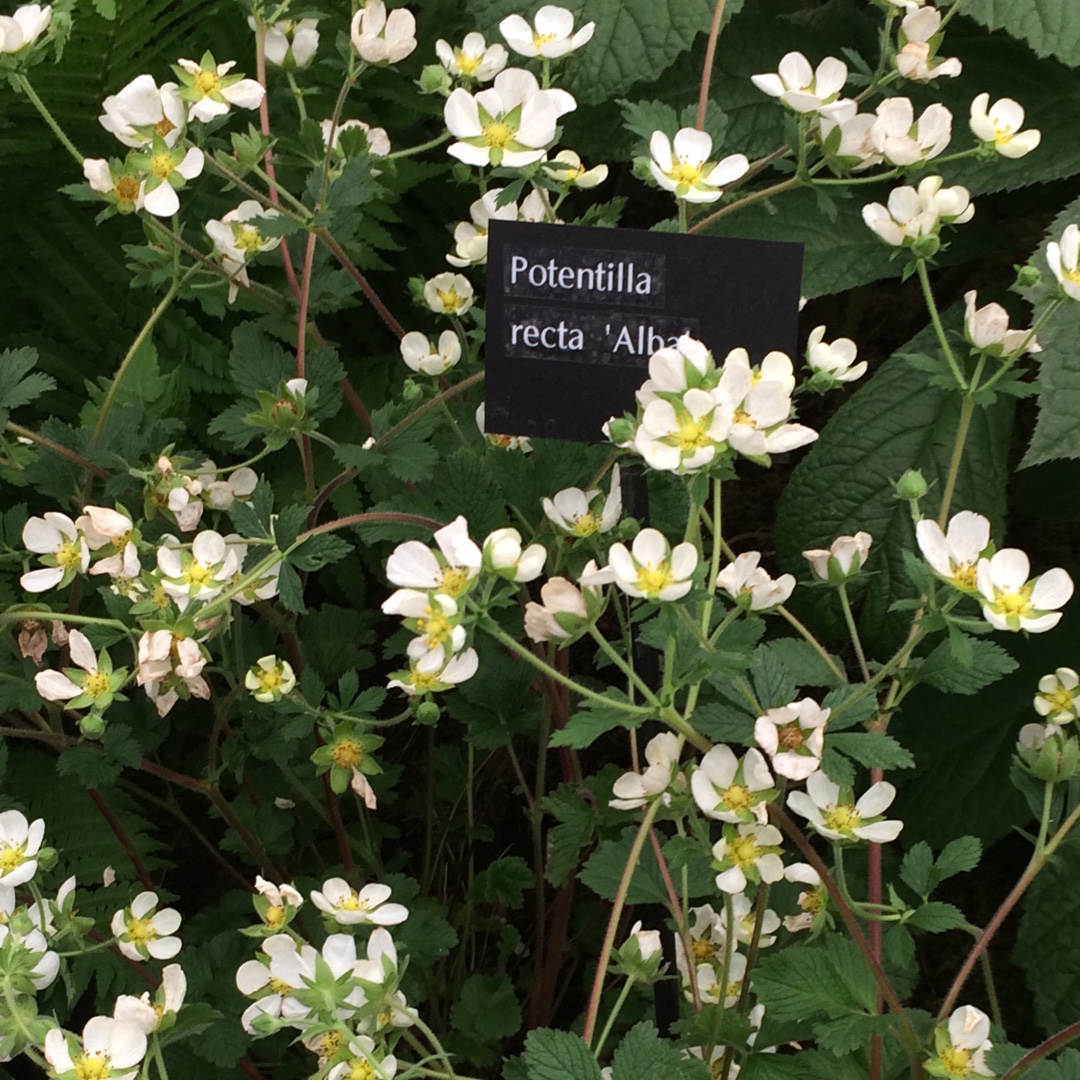 Potentilla recta Alba in the GardenTags plant encyclopedia