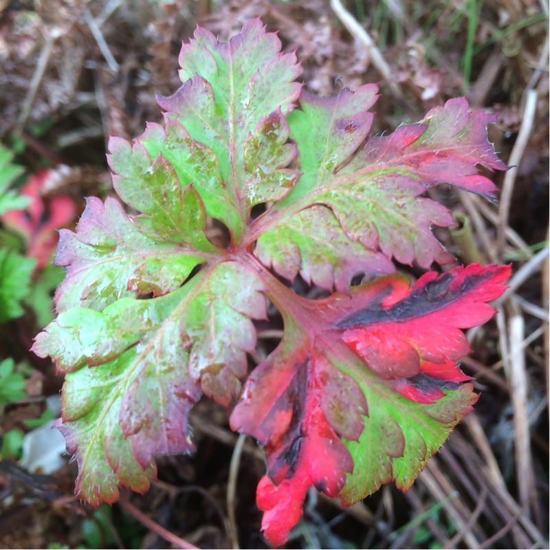 Greater Herb-Robert in the GardenTags plant encyclopedia