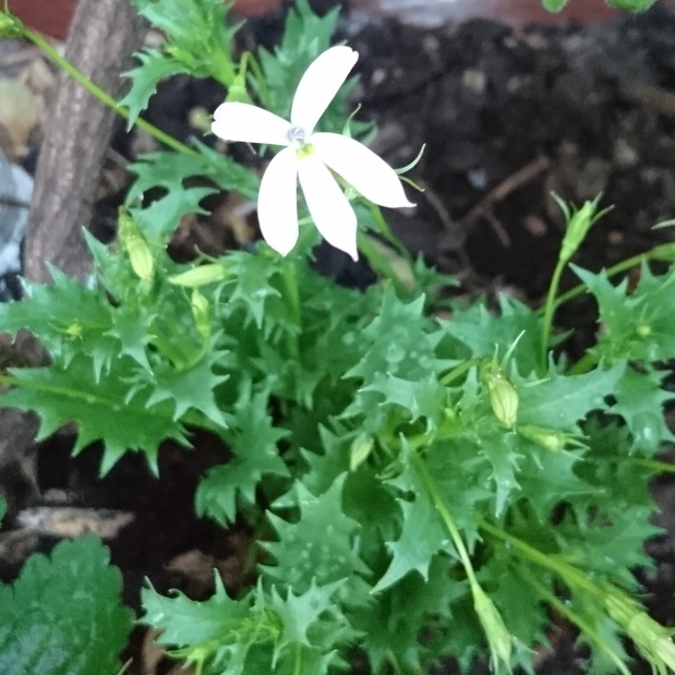 Star Flower White Star in the GardenTags plant encyclopedia