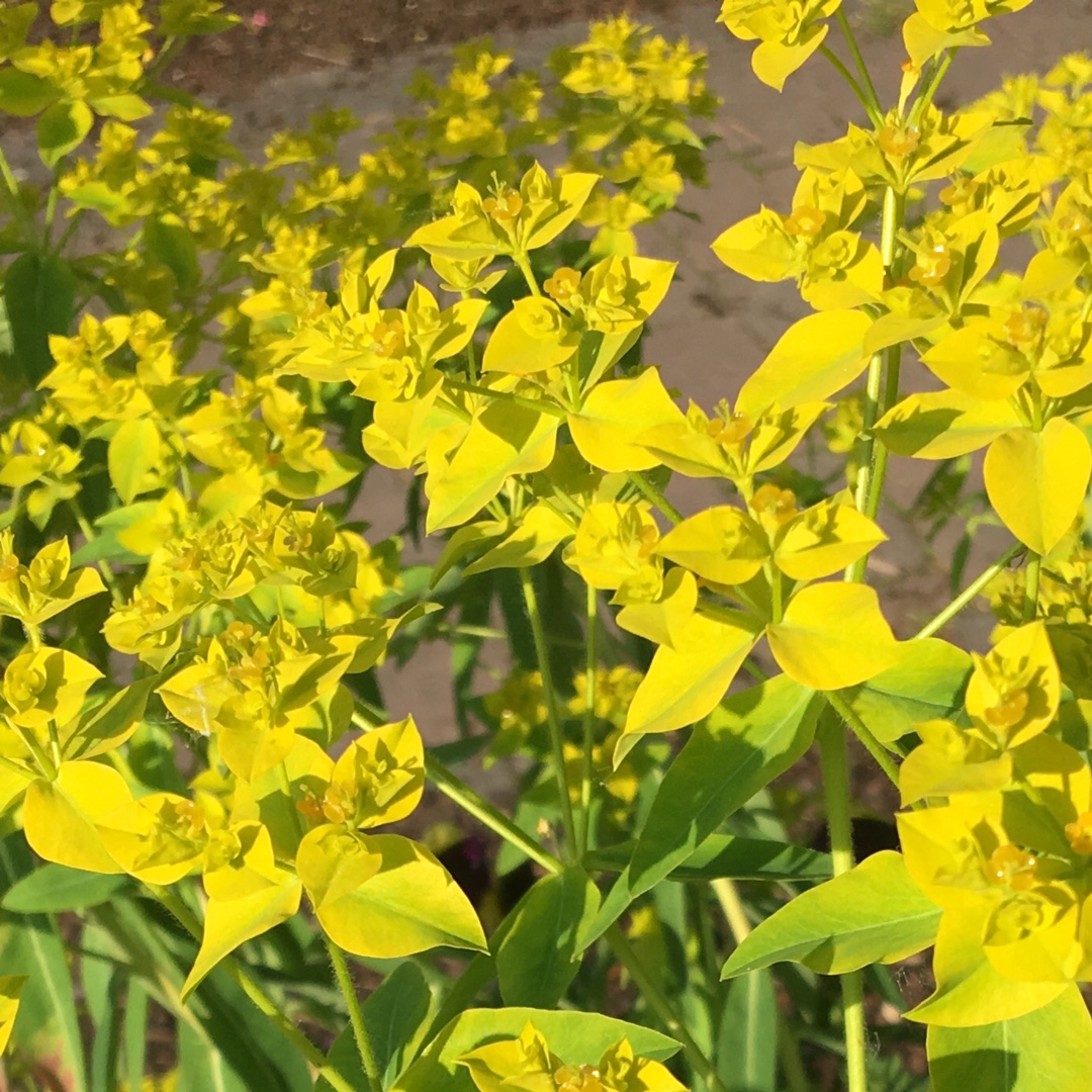 Horned Spurge in the GardenTags plant encyclopedia