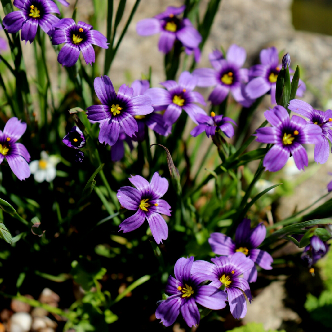 Sisyrinchium E.K. Balls in the GardenTags plant encyclopedia