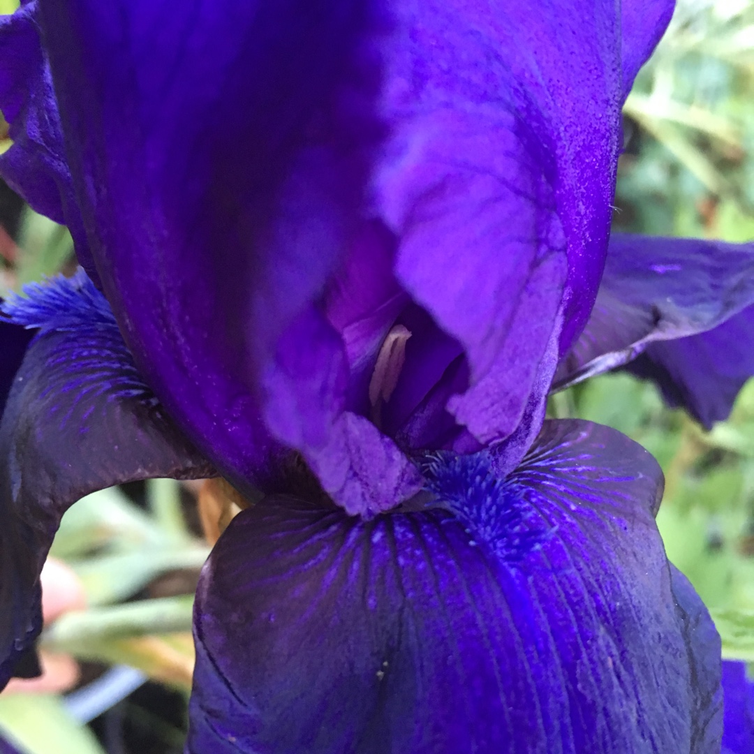 Bearded Iris Tuxedo (Tall) in the GardenTags plant encyclopedia