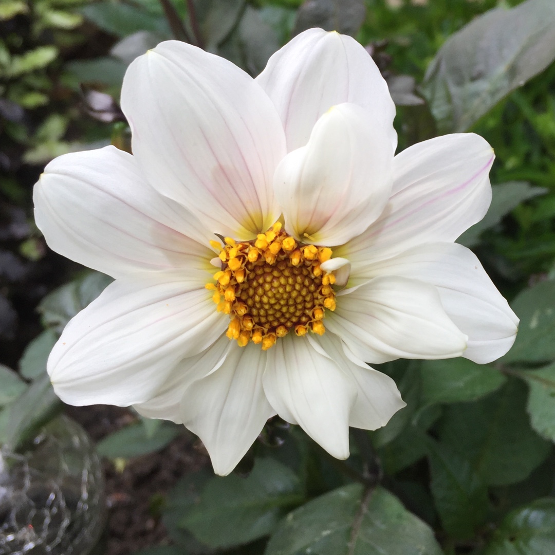 Dahlia Bishop of Dover (Single-flowered) in the GardenTags plant encyclopedia