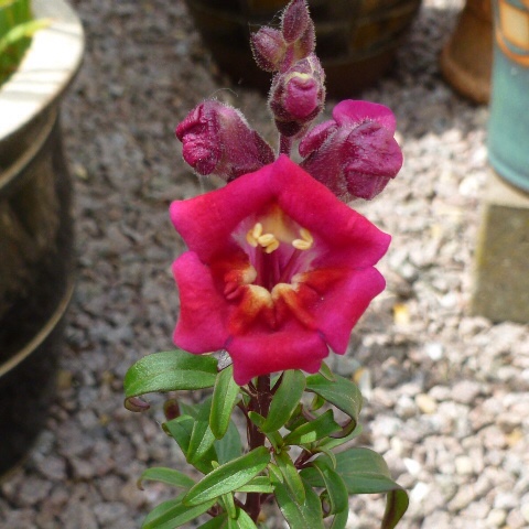 Snapdragon Antiquity Mix in the GardenTags plant encyclopedia