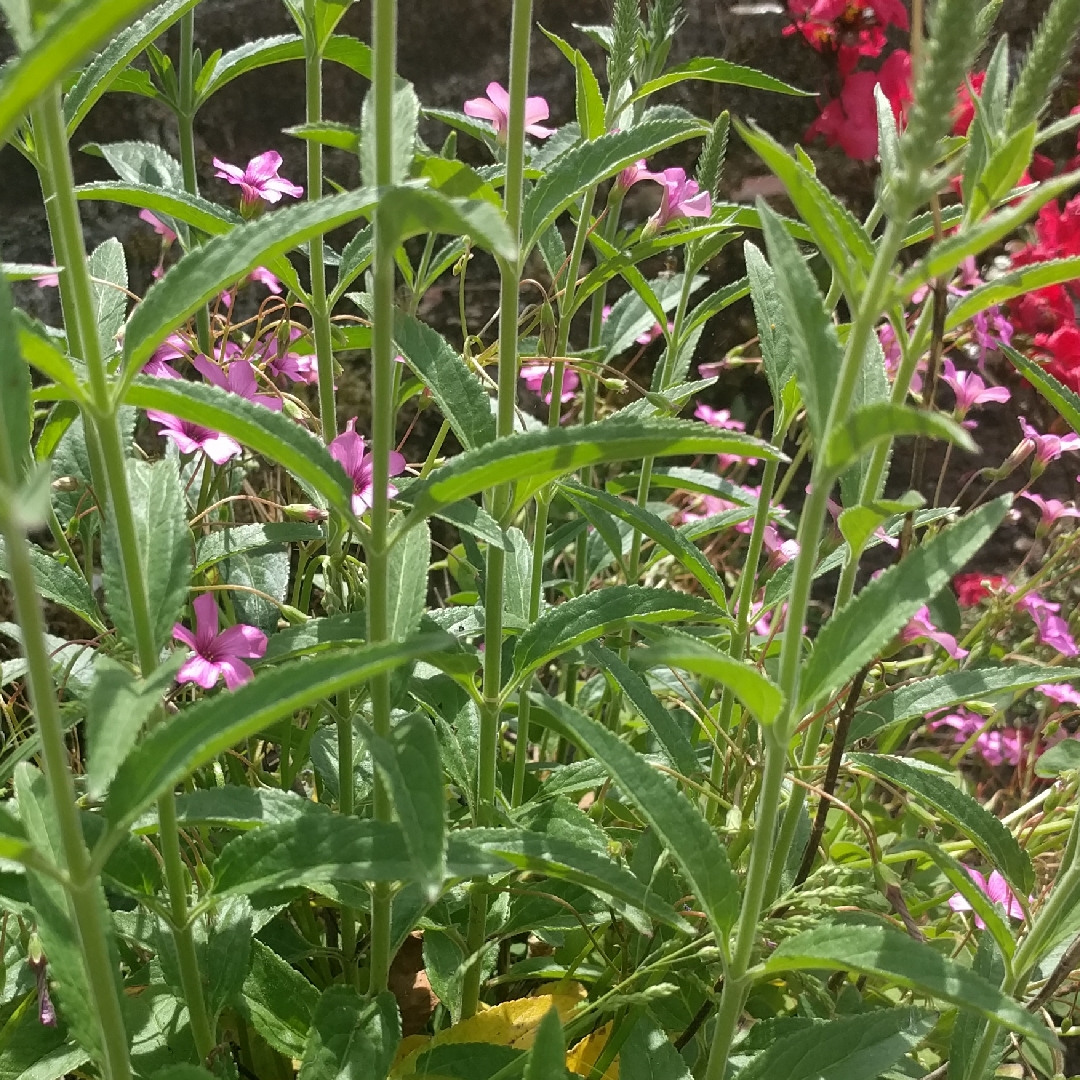 Speedwell Pink Harmony in the GardenTags plant encyclopedia