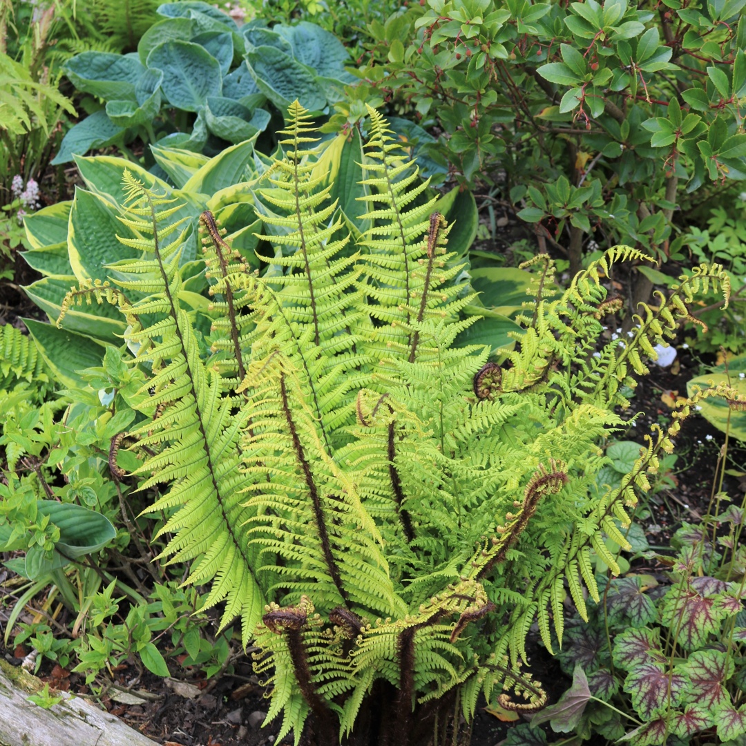 Hardy Fern in the GardenTags plant encyclopedia