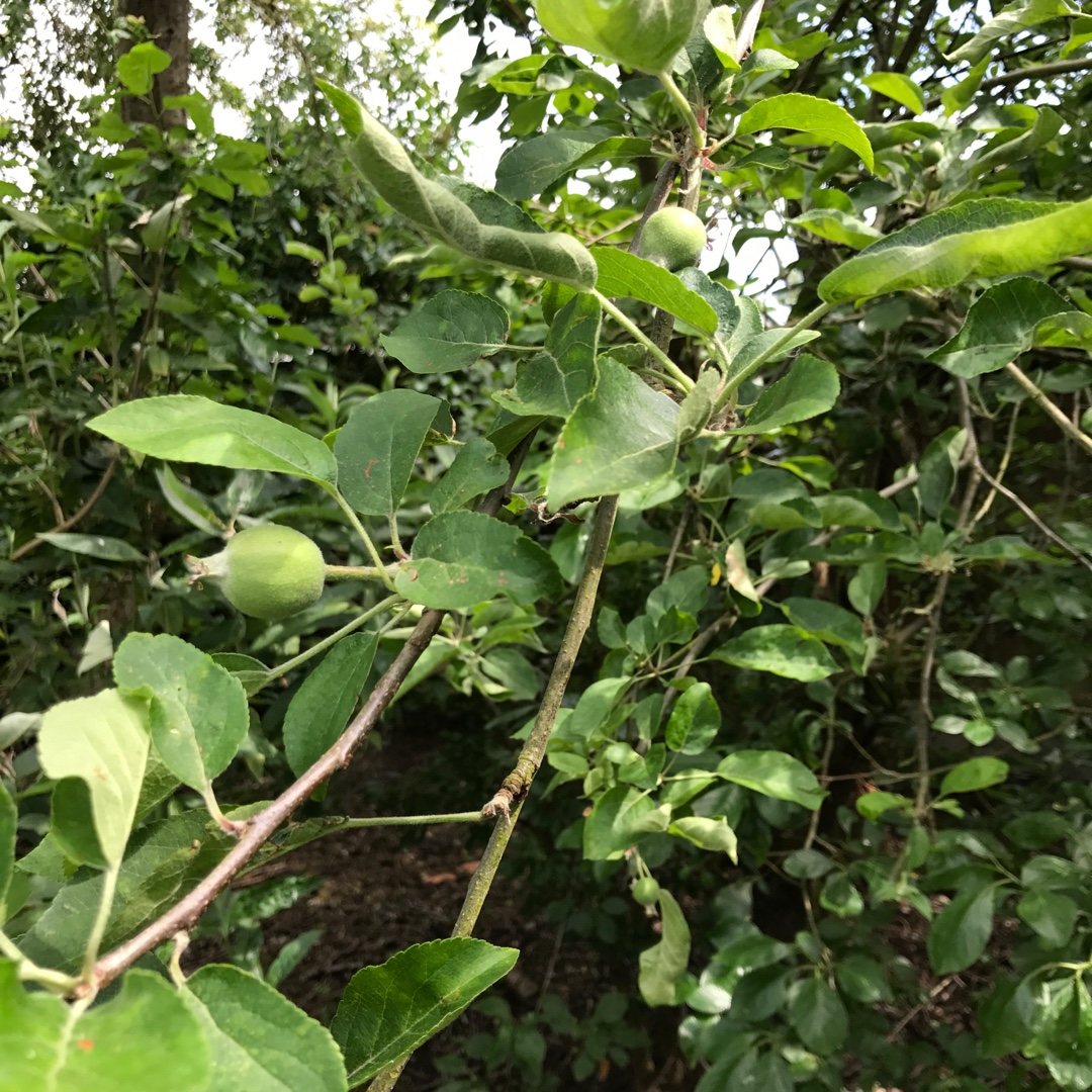 Apple Tydemans Early Worcester in the GardenTags plant encyclopedia