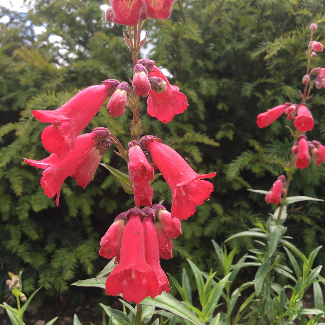 Beardtongue Old Candy Pink in the GardenTags plant encyclopedia