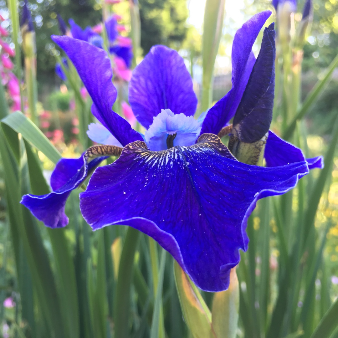 Siberian Iris Kita-no-seiza in the GardenTags plant encyclopedia