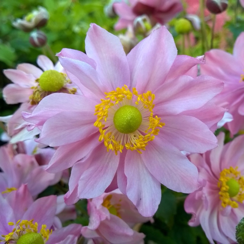 Japanese Anemone Fantasy Cinderella in the GardenTags plant encyclopedia