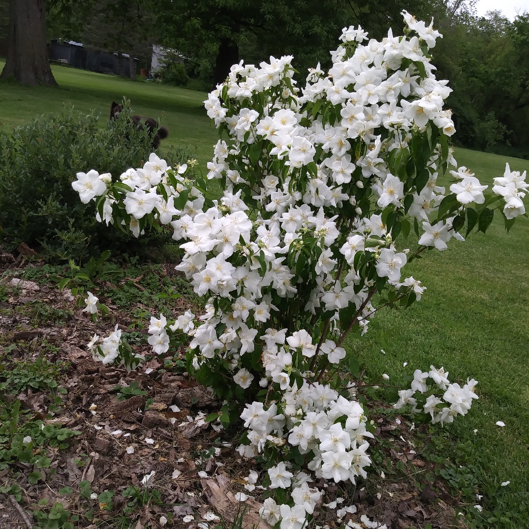 Mock Orange Polar Star in the GardenTags plant encyclopedia