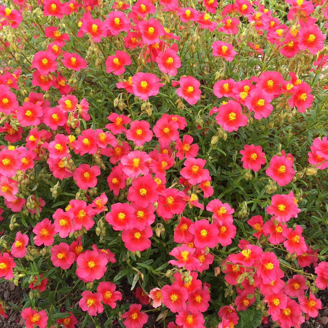 Helianthemum nummularium 'Ben Ledi', Rock rose 'Ben Ledi' in GardenTags ...