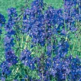 Candle larkspur in the GardenTags plant encyclopedia