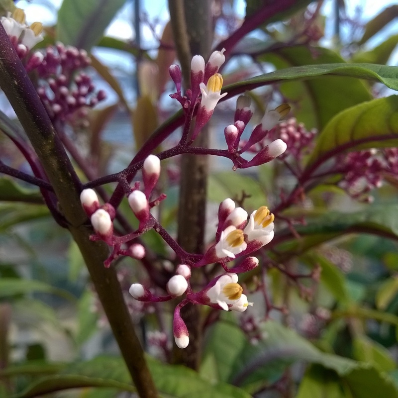 Chinese Beautyberry in the GardenTags plant encyclopedia