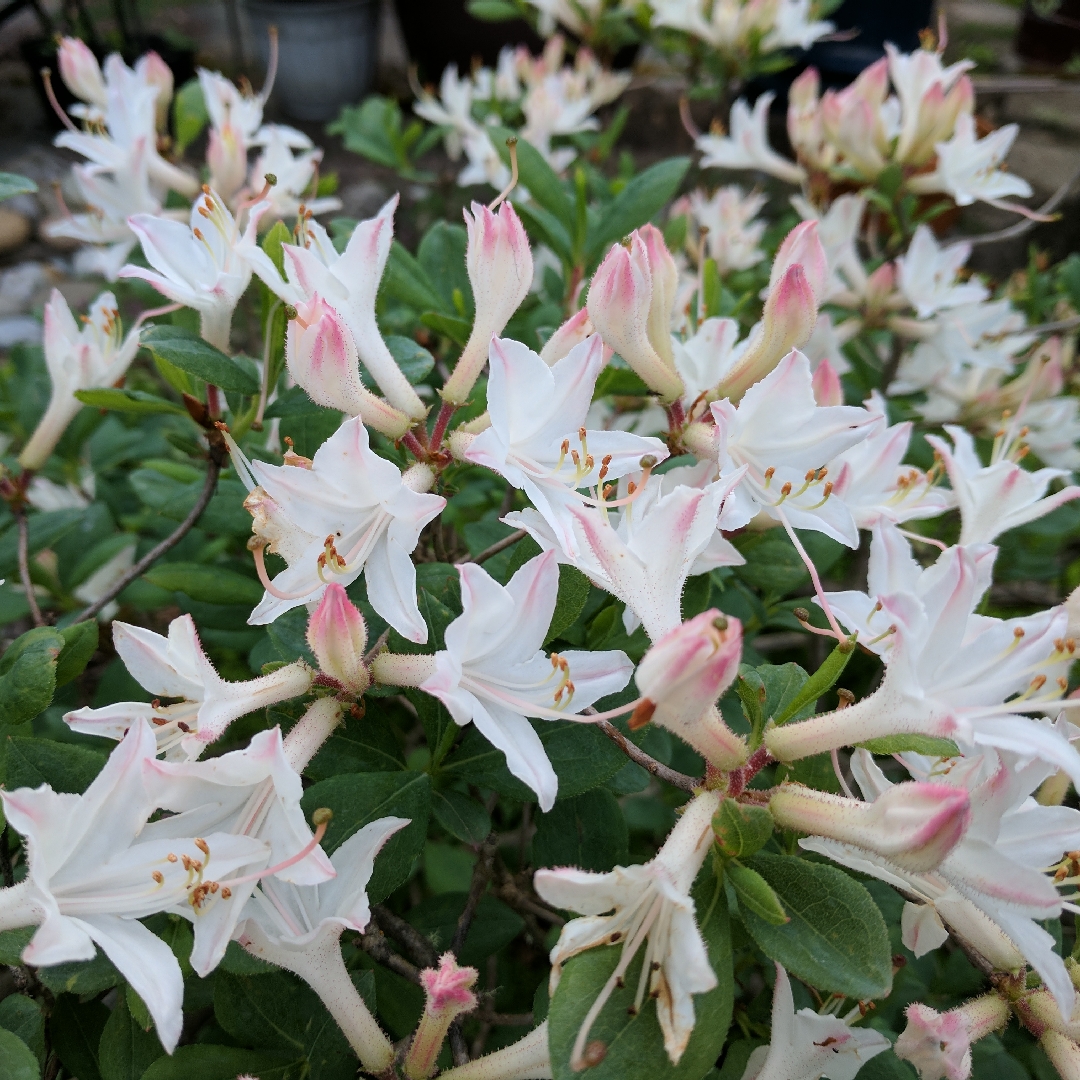 Azalea x Fragrant Star in the GardenTags plant encyclopedia