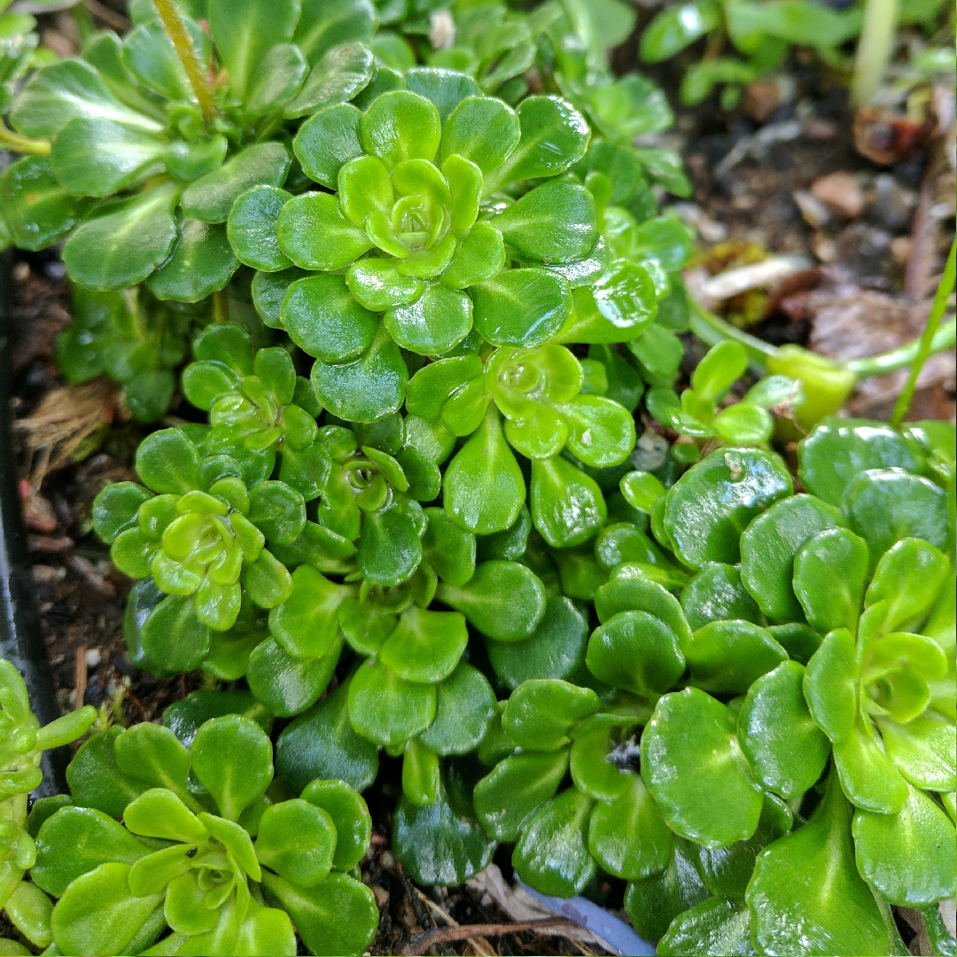 Dwarf London Pride in the GardenTags plant encyclopedia