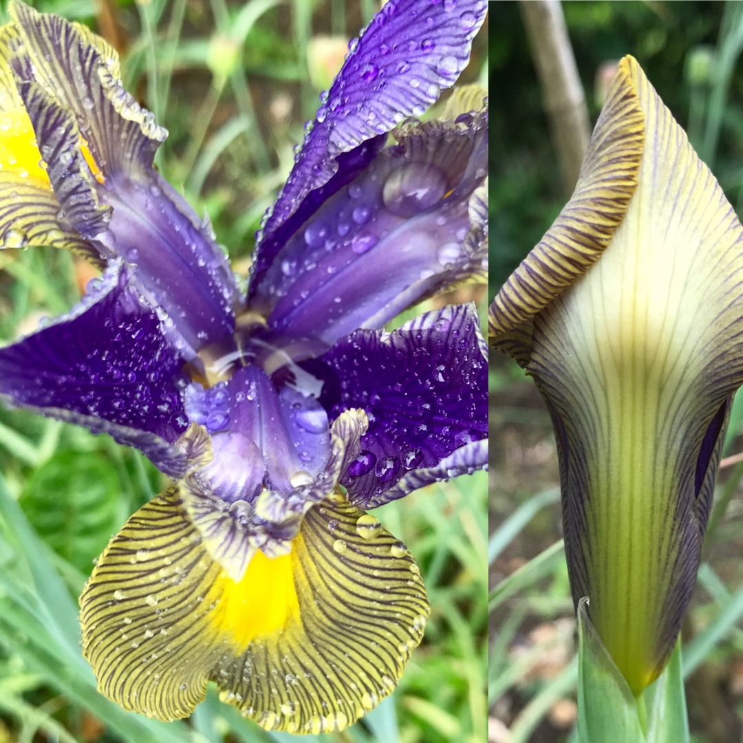 Dutch Iris Gypsy Beauty in the GardenTags plant encyclopedia