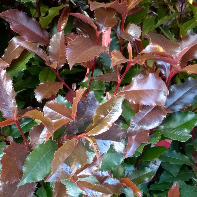 Photinia Magical Volcano in the GardenTags plant encyclopedia