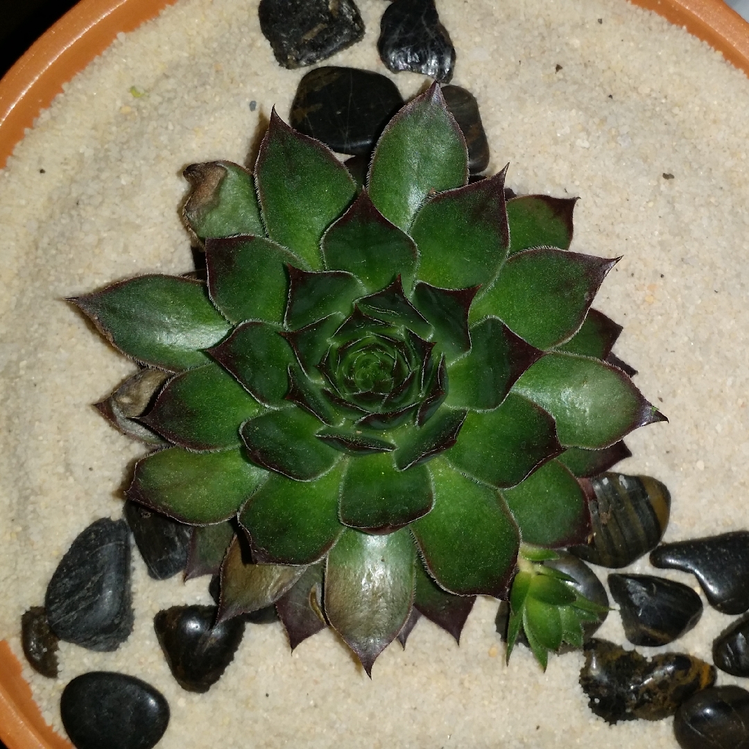 Sempervivum Chocolate Kiss in the GardenTags plant encyclopedia