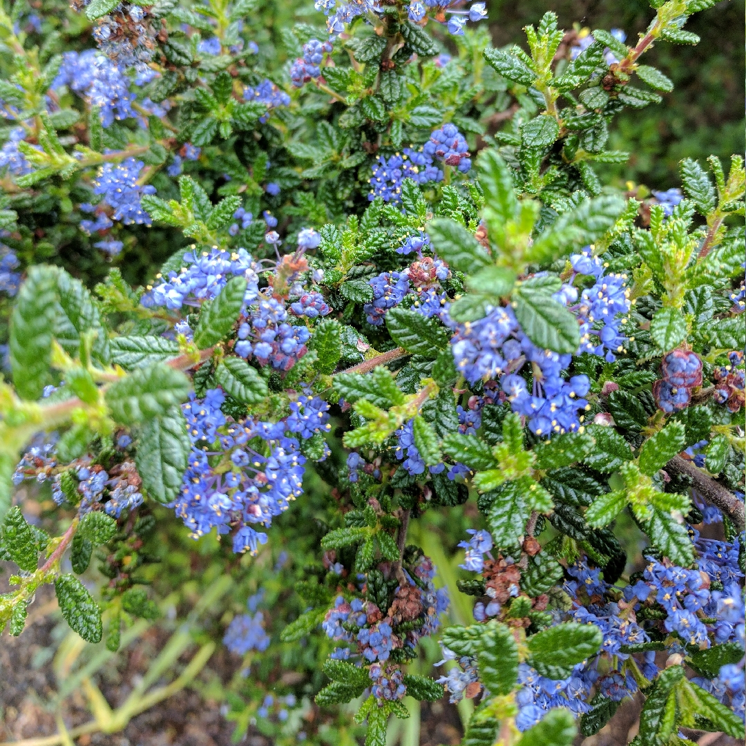 California Lilac Julia Phelps in the GardenTags plant encyclopedia