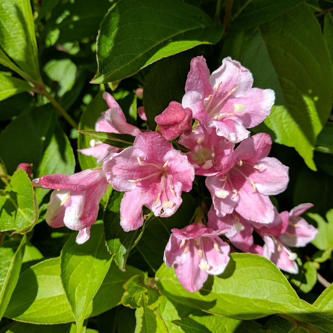 Weigela Pink Princess in the GardenTags plant encyclopedia