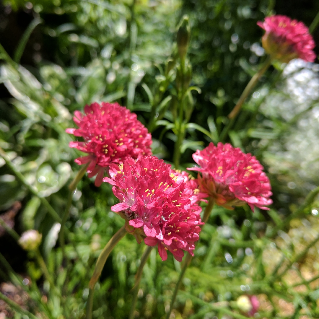 Thrift Joystick Red in the GardenTags plant encyclopedia