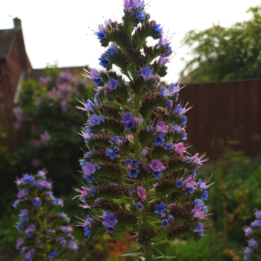 Pride of Madeira in the GardenTags plant encyclopedia