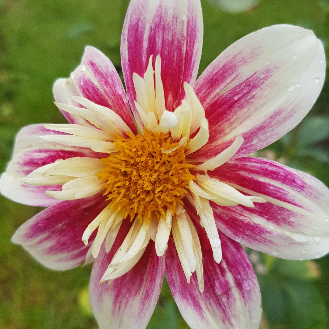 Dahlia Fashion Monger in the GardenTags plant encyclopedia