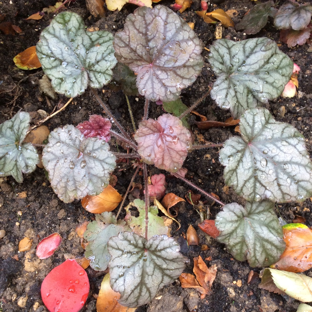 Alumroot Hollywood in the GardenTags plant encyclopedia