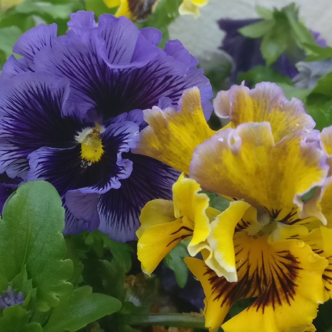 Pansy Can-Can in the GardenTags plant encyclopedia