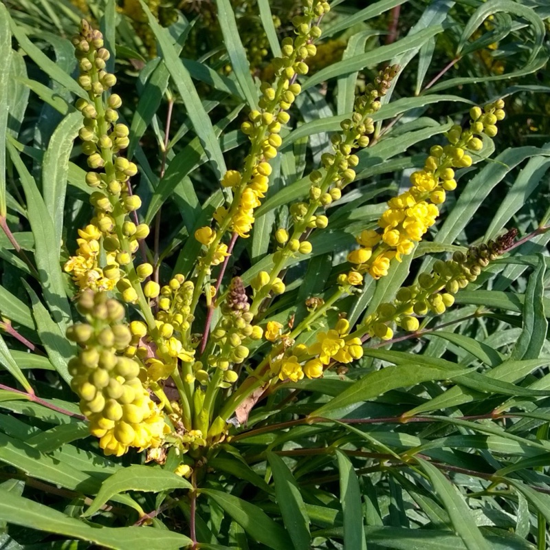 Mahonia Soft Caress in the GardenTags plant encyclopedia