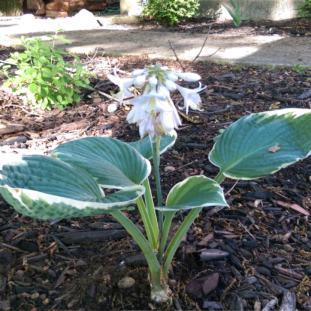 Plantain Lily Barbara Ann in the GardenTags plant encyclopedia