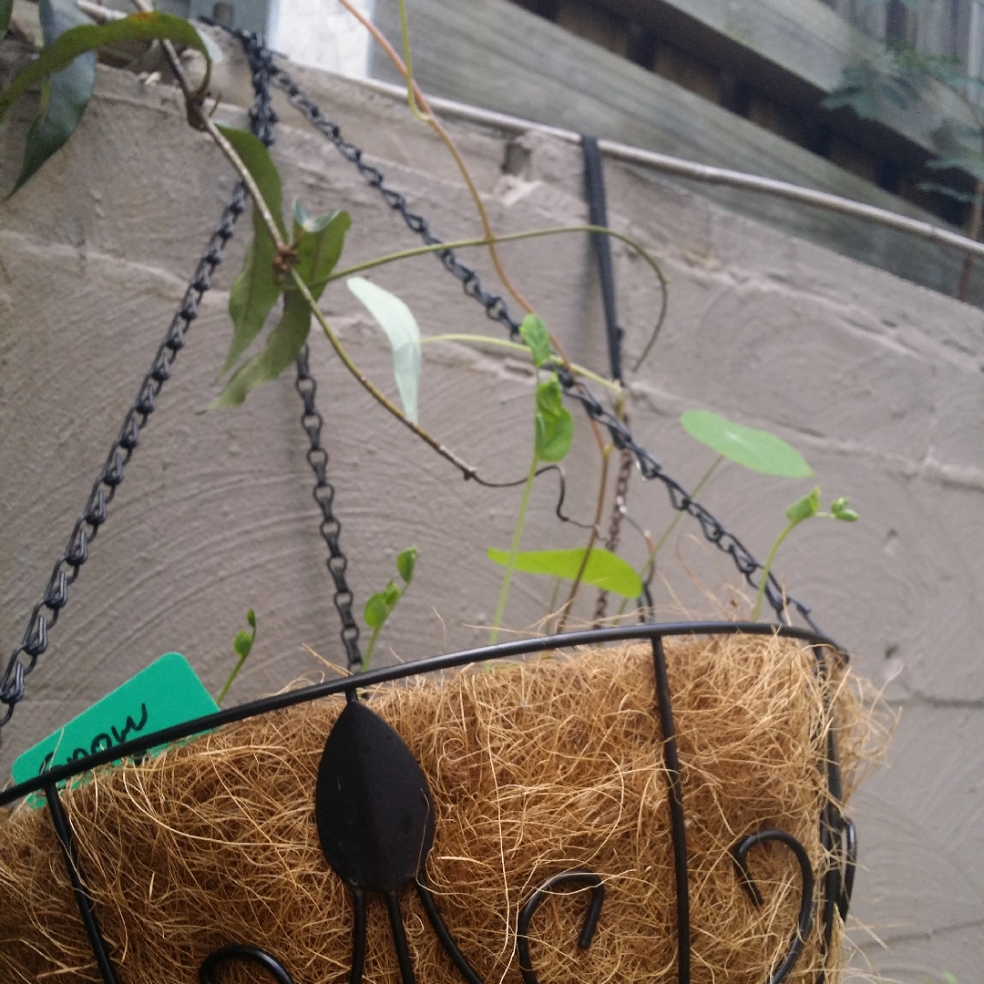 Sugar Snap Pea Yakumo in the GardenTags plant encyclopedia