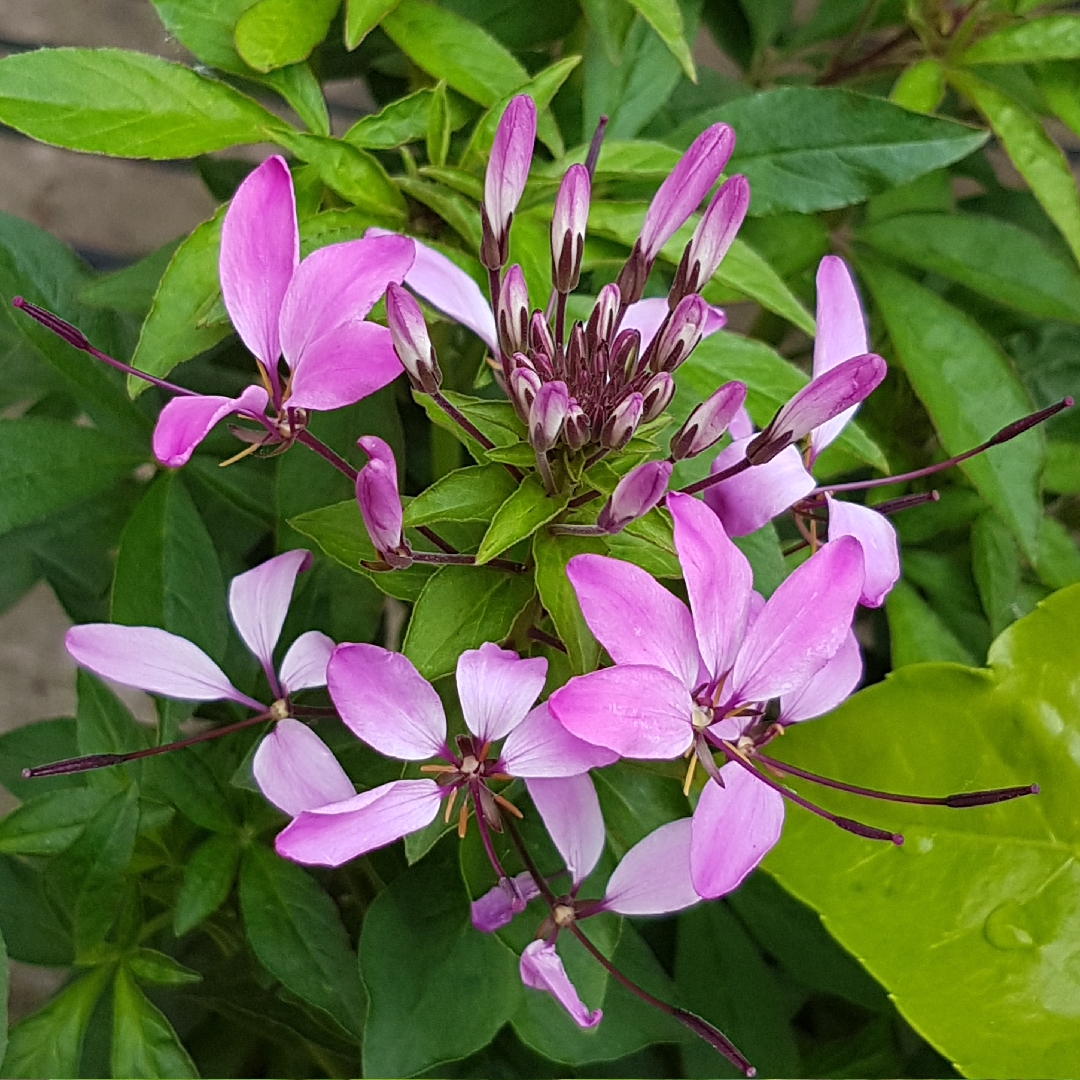 CleomeSenorita Rosalita in the GardenTags plant encyclopedia